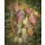 Winorośl, winogron wczesny wielkoowocowy TIMUR art. nr 245 różowy